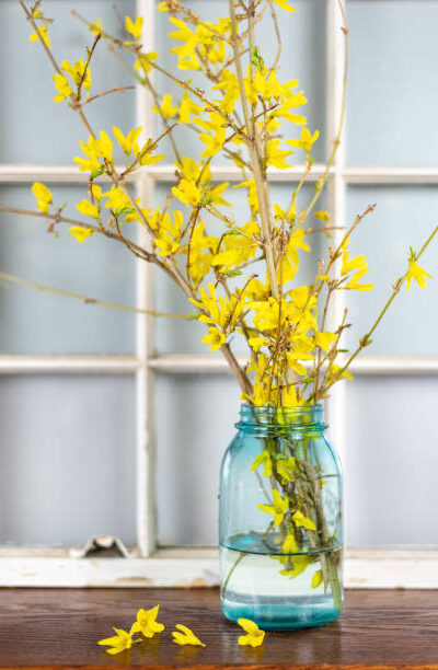 Forsythia branches in a vintage mason jar